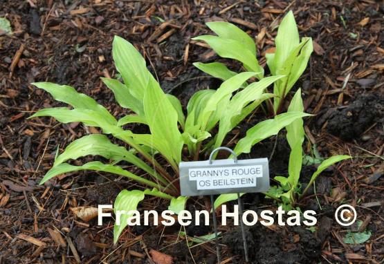 Hosta Granny's Rouge